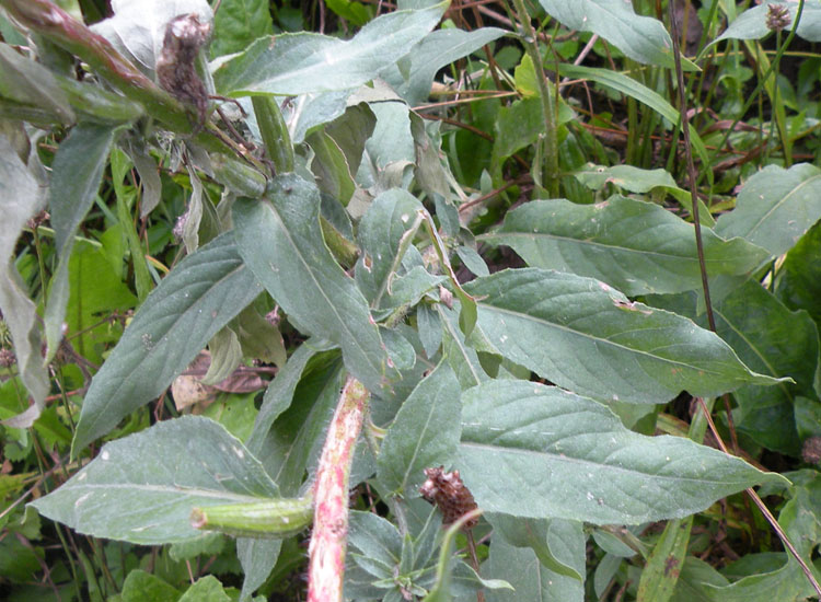 Oenothera glazioviana dal Trentino